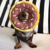 Παιχνίδι σκύλου Donut Chocolate