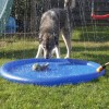 CoolPets Παιχνίδι Σκύλου Splash Pool Watersprinkler