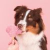Παγωτό σκύλου με γεύση Φράουλα